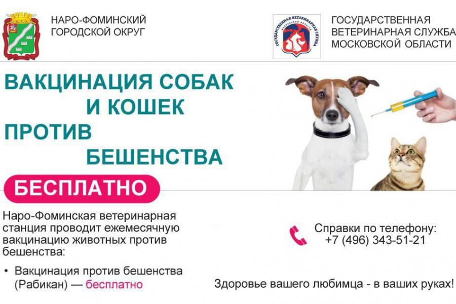 Бесплатная вакцинация против бешенства собак и кошек