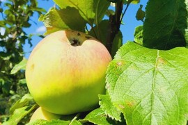 В Ивантеевском коллекционном саду созрел урожай яблок