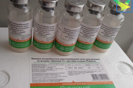 Кампания вакцинации против бешенства домашних животных продлится в округе Луховицы до 20 марта