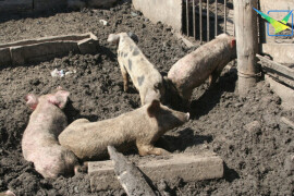 Фермерам-животноводам предложили заняться альтернативными свиноводству направлениями