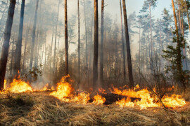 Комитет лесного хозяйства отрицает лесные и торфяные пожары в регионах
