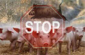 Рассказываем серпуховичам об африканской чуме свиней