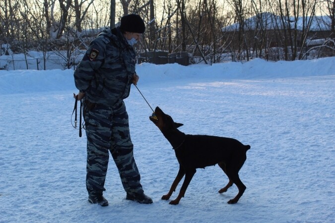 Полицейские - кинологи Серпухова присоединились к акции «Студенческий десант»