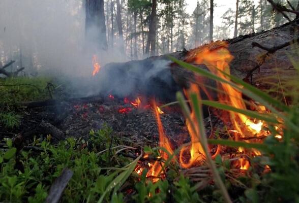 Разыскивают очевидцев лесного пожара