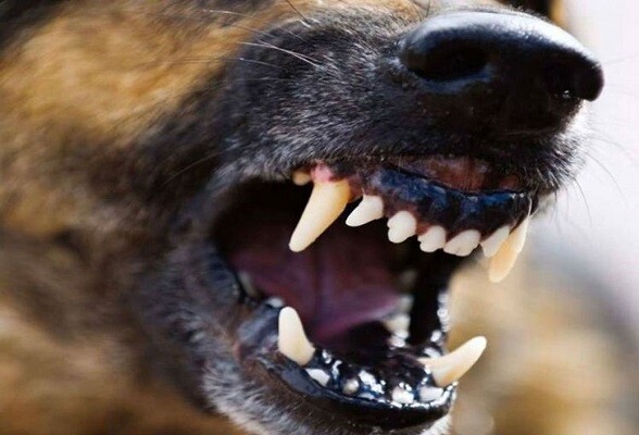 Жителей Серпухова предупреждают о выявлении собаки с подозрением на бешенство