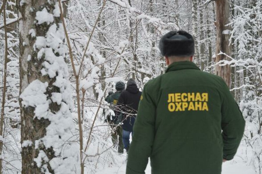 В лесах г.о. Серпухов началась операция «Ёлочка»