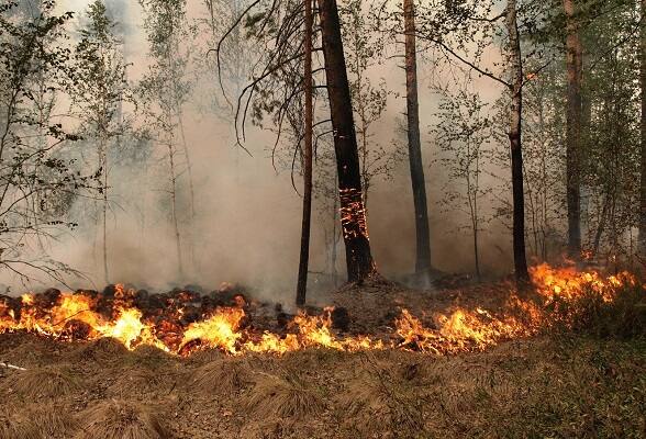 Разыскиваются свидетели лесного пожара