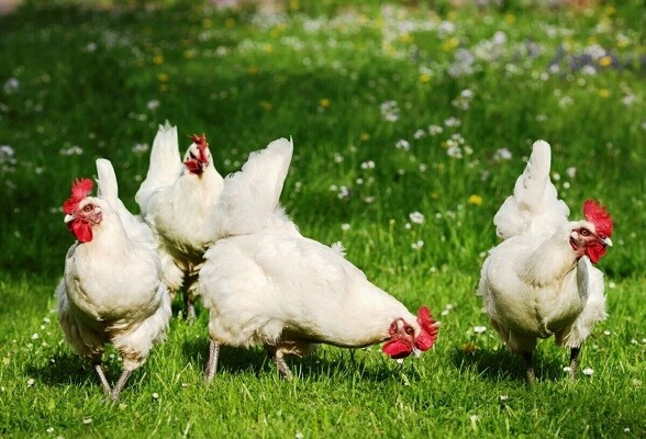 О вступлении в силу технического регламента ЕАЭС «О безопасности мяса птицы и продукции его переработки»