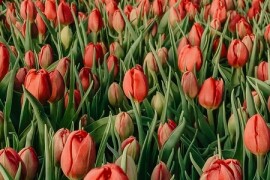 К 8 марта в Химках вырастили 1,2 миллиона цветов