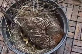 Новая утиная история в Химках: смелые пернатые вывели птенцов на балконе жилого дома