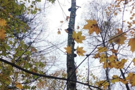 В&nbsp;лесах Королева проводят лесопатологическое обследование